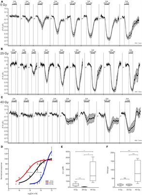 Ionizing radiation alters functional neurotransmission in Drosophila larvae